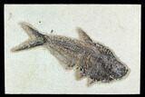 7.5" Fossil Fish (Diplomystus) - Green River Formation - #129565-1